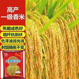 杂交水稻种子优质长粒香米种籽高产谷种稻谷抗病抗倒水稻好谷种子