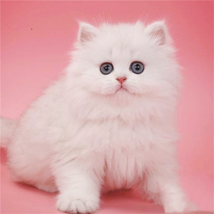香港澳门发货白色金吉拉幼猫崽长毛高地矮脚曼基康宠物拿破仑猫咪