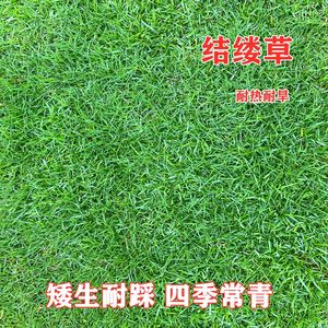 日本结缕草种子进口草坪草籽四季青矮生耐践踏庭院足球场草皮种子