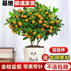 金桔树盆栽可食用带果脆皮四季橘子树苗办公室内外花卉绿植物好养