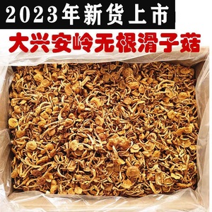 2023年东北大兴安岭新货滑子菇干货袋装小黄蘑香菇类顺滑无熏硫