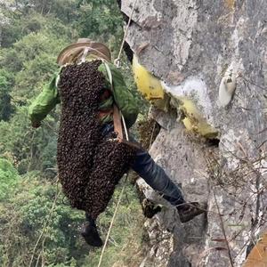 云南德宏悬崖黑蜜 野生大黑蜂崖蜂巢蜜 纯正天然深山岩蜜土蜂药蜜