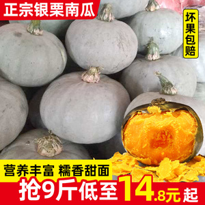 正宗新疆银栗板栗味南瓜5-9斤贵族金丝贝贝新鲜蔬菜沙漠大南瓜