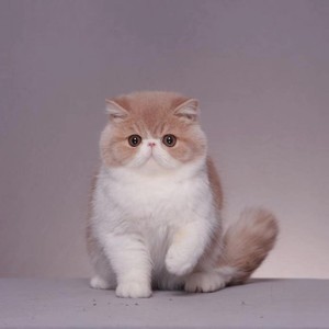 全国发货赛级加菲猫幼崽异国短毛猫纯白波斯猫红虎斑猫活体宠物猫