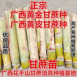 正宗广西水果黑皮甘蔗黄皮甘蔗种苗高产黄金甘蔗种子种植苗籽优良