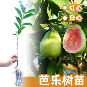 台湾正宗番石榴树苗盆栽地栽绿植花卉四季南方北方种植当年结果