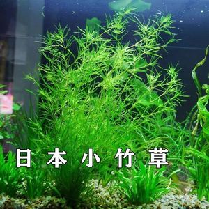 印度竹节草养不死水草植物孔雀鱼虾躲避中后景淡水增氧净化水质