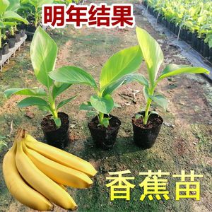 包邮带土带叶1棵200斤四季威廉斯B6香蕉树苗中蕉9号香蕉苗粉蕉小