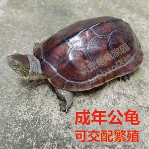 草龟种公活物公乌龟成年公草龟雄性活体成熟可交配草龟伴侣