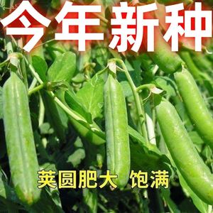 甜脆豌豆种子种籽青碗豆甜豆种子台湾长寿仁四季秋冬季孑豌豆种
