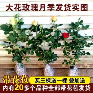 玫瑰花苗花卉盆栽特大花月季四季带花苞室内外阳台观花植物蔷薇树