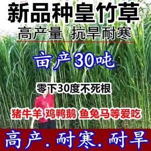 四季新型皇竹草子种孑多年生种子品种黄竹草种节甜象草种养殖畜牧