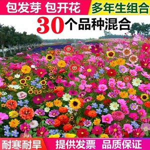 野花组合花种子格桑花种籽子四季播种开花向日葵除虫菊太阳花种孑