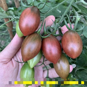 紫弹头小番茄苗超甜圣女果水果小蕃茄苗迷彩适合春天种的菜苗秧苗