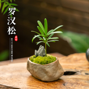 海岛罗汉松茶几桌面小盆栽微型拇指盆景办公室趣味迷你绿植礼物