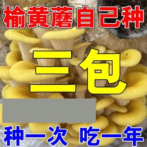 榆黄针蘑菌包懒人种植蘑菇金菇榆黄四季高P71869_b产蘑可食菌榆黄