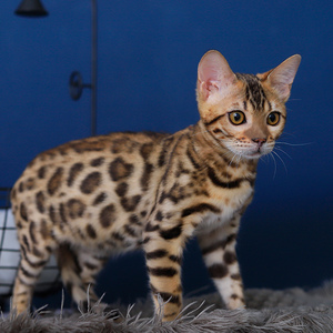 纯种血统孟加拉黄金豹猫幼崽活体虎斑猫领养豹纹玩具虎宠物小猫咪