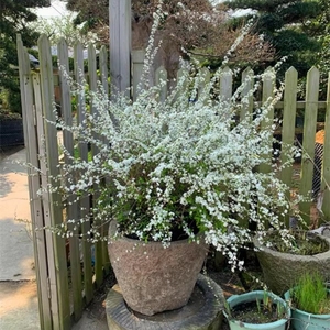 雪柳植物喷雪花苗盆栽花卉绿植珍珠梅绣线菊庭院雪柳室外耐寒阳台