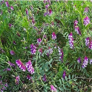光叶紫花苕种子毛苕子种籽箭舌豌豆果园绿肥养蜂蜜源植物牧草草籽