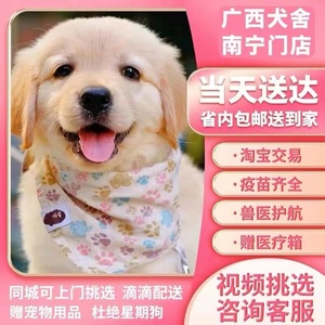 【广西犬舍】金毛幼犬赛级纯种宠物狗活训狗教程动物活的训练