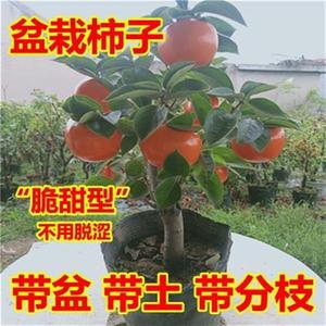 甜柿子树苗盆栽矮化磨盘脆甜柿子苗当年结果南北方种植抗寒果树苗