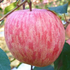 山东烟台栖霞红富士苹果苗矮化新2001条红苹果水晶红富士苹果树苗