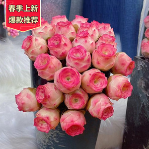 新疆西藏包邮水蜜桃玫瑰多肉植物山地玫瑰群生多头酒杯玫瑰鸡蛋室