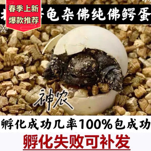 新疆西藏包邮原种纯佛蛋野佛鳄龟蛋鳄龟蛋乌龟蛋杂佛蛋小鳄龟蛋北