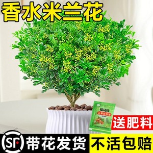 香水米兰花盆栽茉莉花卉植物室内驱蚊绿植浓香四季开花苗阳台好养