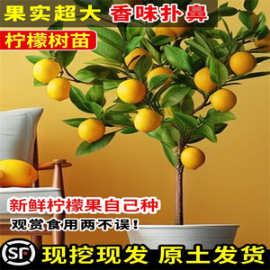 香水柠檬树苗盆栽广东水果树果苗南方种植四季结果可食用柠檬树苗