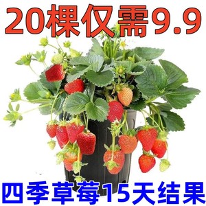 【15天结果】奶油草莓苗秧苗盆栽地栽四季阳台南北方种植当年结果