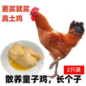正宗苏北土鸡 童子鸡 未打鸣小公鸡 农家散养5个月走地鸡现杀新鲜