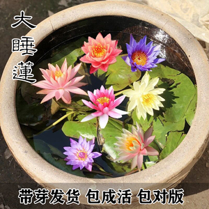 大睡莲根块池塘睡莲花卉根茎水培植物四季盆栽水养花卉带花苞荷花