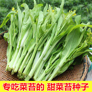 白菜苔菜种籽四季广东菜心白菜苔苗农家新鲜青菜蔬菜种子孑籽种