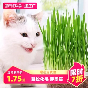 猫草无土盆栽化毛草种子非已种好懒人小麦种子有机猫咪零食品种孑