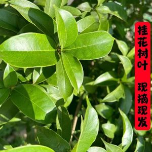 新鲜桂花树叶真树叶现摘手工diy叶脉书签桂花叶四季玉兰树叶