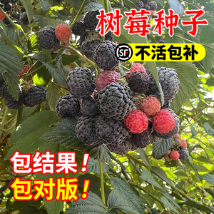 树莓种子种籽双季覆盆子果树盆栽地栽种植当年结果红黄黑树莓