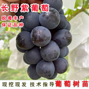 黑提甜葡萄树苗嫁接5bb砧木贝达夏黑树苖3309新品种长野紫葡萄苗