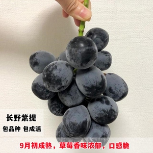 稀有黑提甜葡萄树苗嫁接5bb砧木贝达夏黑3309新品种长野紫葡萄苗
