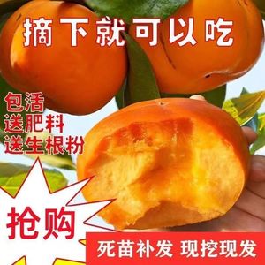 甜脆柿子树苗无籽无核不麻嘴即摘即食脆甜柿树苗南方北方种植