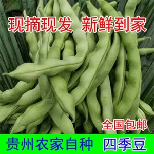 贵州农家四季豆本地新鲜自种蔬菜芸豆扁青豆角无筋豆现摘现发包邮