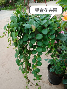 口红吊兰带花盆栽 粉红色口红花室内垂吊花卉植物