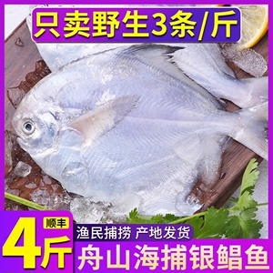 银鲳鱼新鲜冷冻舟山鲳鱼鲜活海鲜水产白鲳鱼鲳鳊鱼深海大鲳鱼冰冻