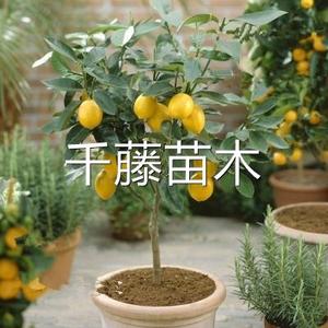 正宗香水柠檬树苗各种盆栽地栽食用稀有水果树苗南方北方种植四季