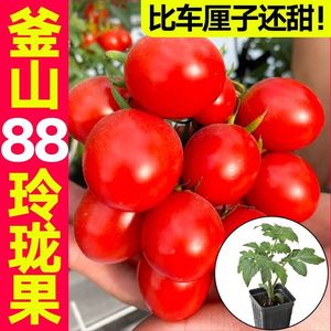 釜山88玲珑果苗秧带土球千禧圣女果种子皮薄超甜高产串收樱桃番茄