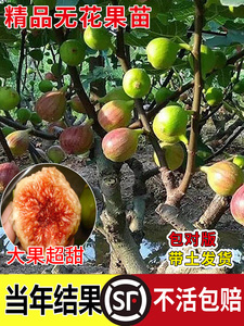 无花果树果苗盆栽地四季种植特大波姬红当年结果南北方无花果树苗