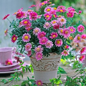 易爆盆玛格丽特花种子盆栽四季开花室内外小雏菊花卉种籽庭院阳台