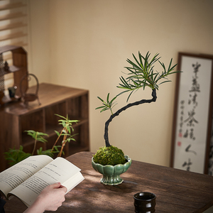 造型罗汉松苔藓球中式国风苔玉球盆景办公室茶几桌面植物净化空气