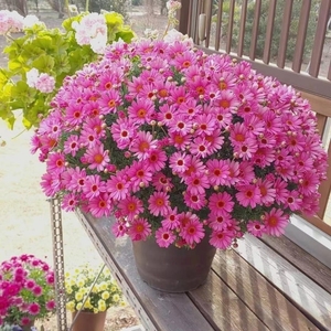 玛格丽特花种籽子孑一年四季播种易活糖果菊小雏菊庭院阳台室内外