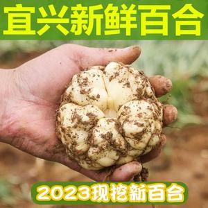 2023宜兴新鲜百合5斤食用微苦2500g农家散装土产2斤3斤包邮